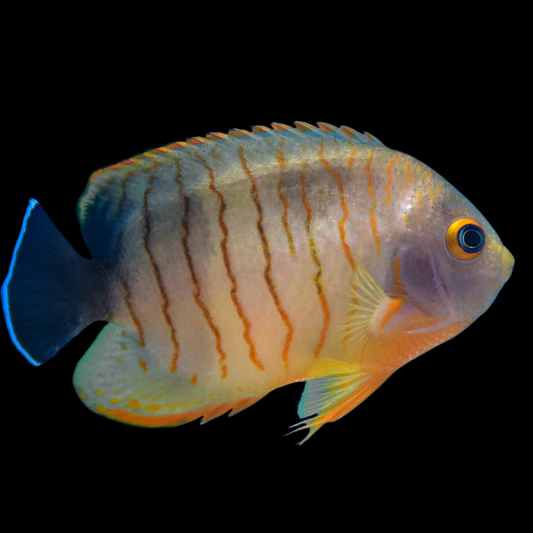 Tigerpyge Angelfish