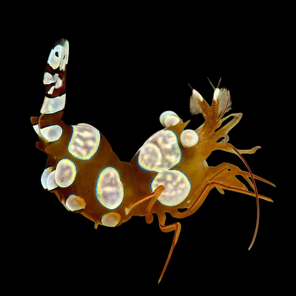 Sexy Anemone Shrimp