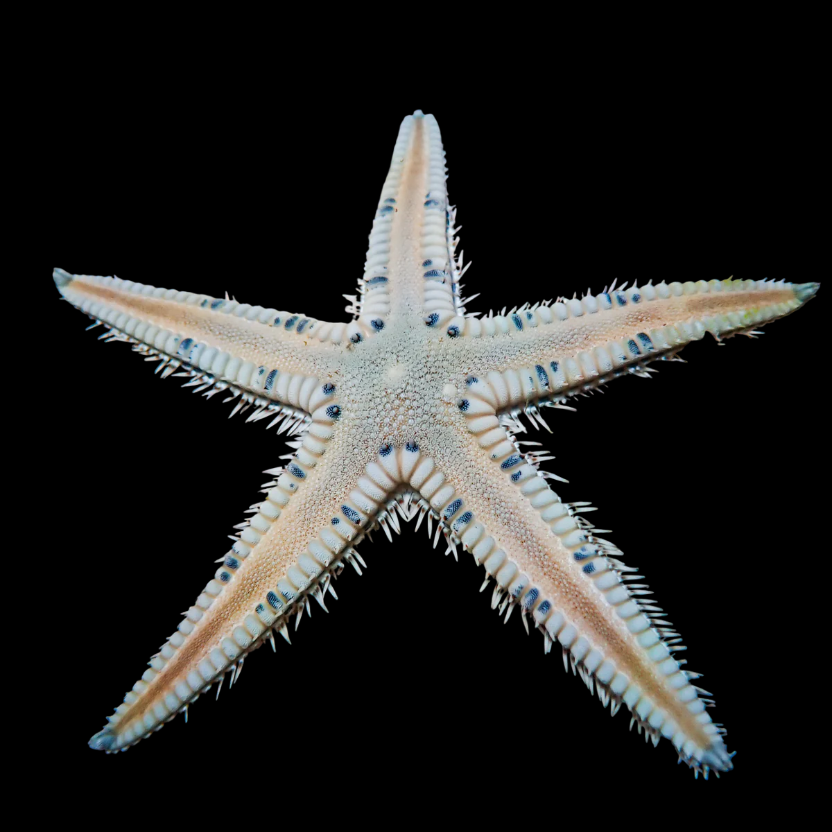 Blue/Pink Sand Sifting Sea Star
