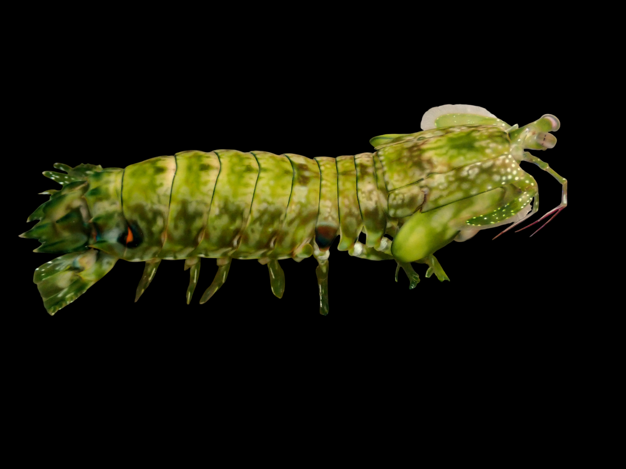 Lime Mantis Shrimp
