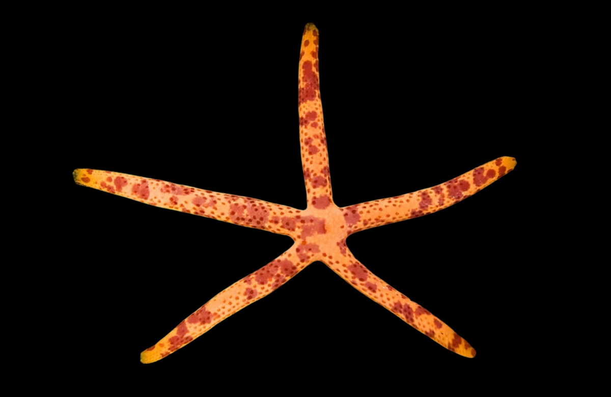 Multicolor Linckia Sea Star