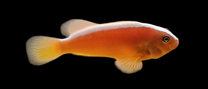 Orange Skunk Clownfish