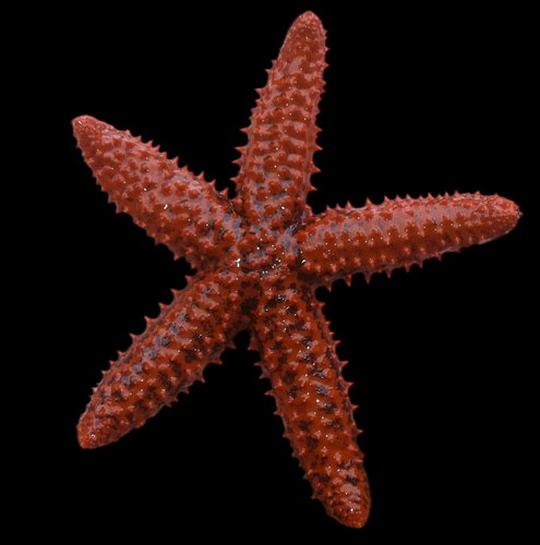 Red Knob Sea Star