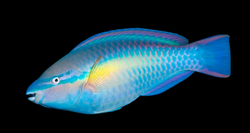 Princess Green Parrotfish