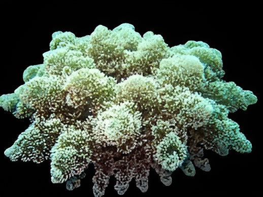 Hell Fire Anemone