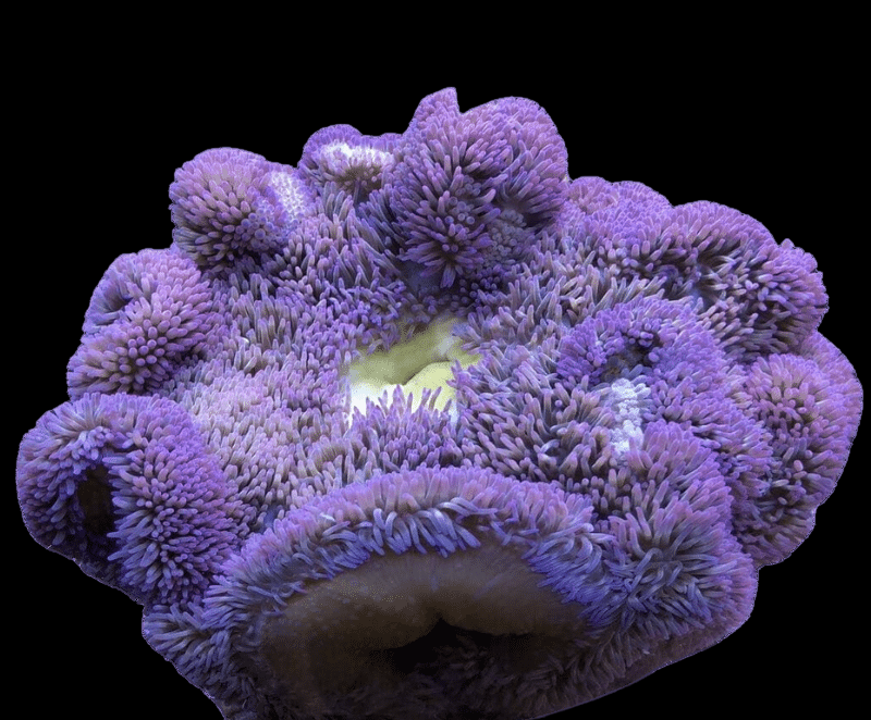 Purple Carpet Anemone