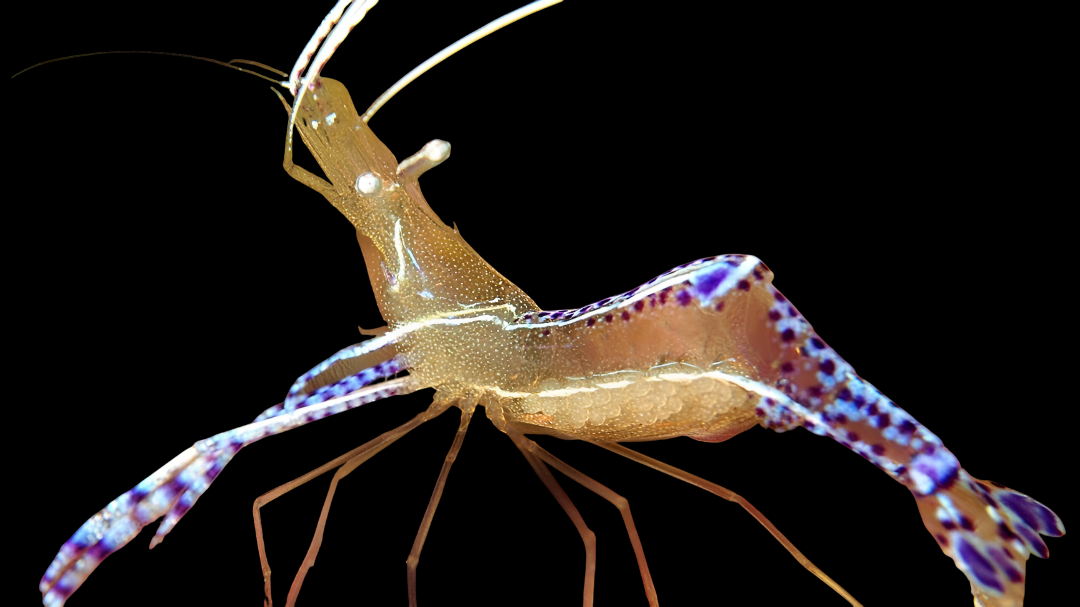 Pederson Cleaner Shrimp