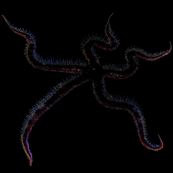Fancy Brittle Sea Star