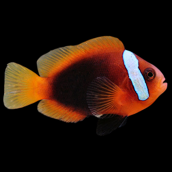 Cinnamon Clownfish
