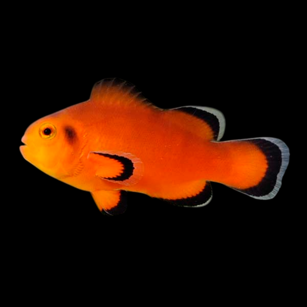 Maine Mochaccino Ocellaris Clownfish