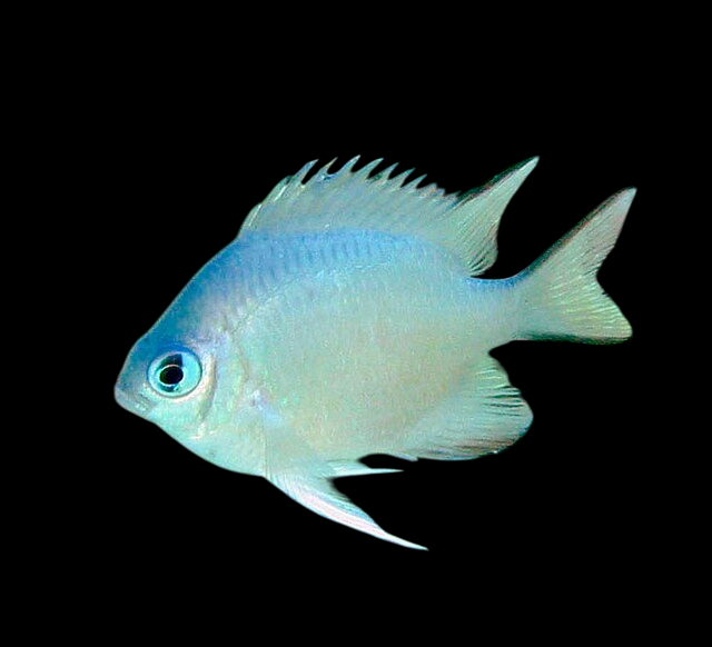 Blackfin Damselfish