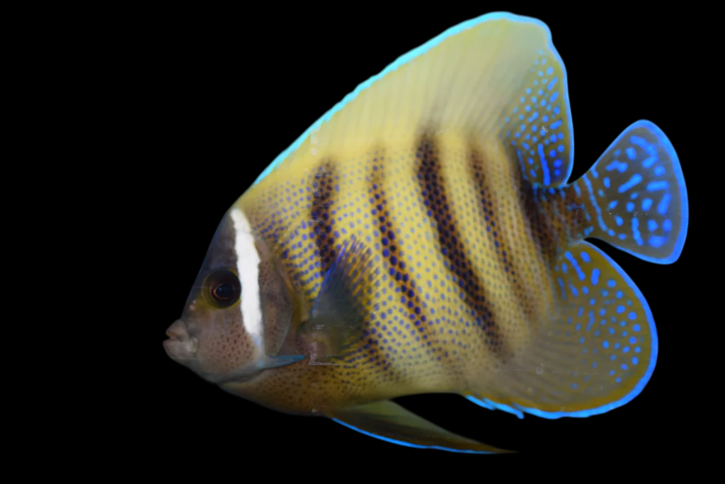 Sixbar Angelfish Adult