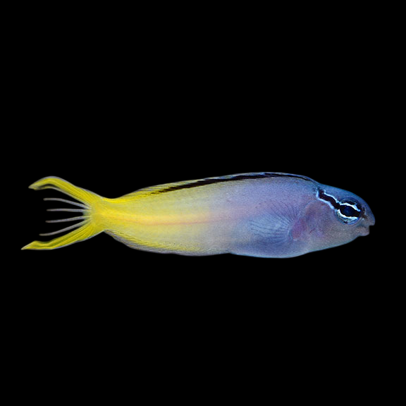 Forktail Blenny