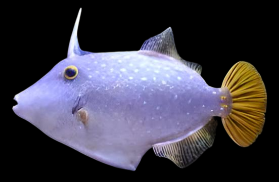 Clown Filefish