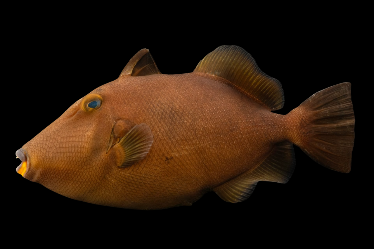 Masked Triggerfish