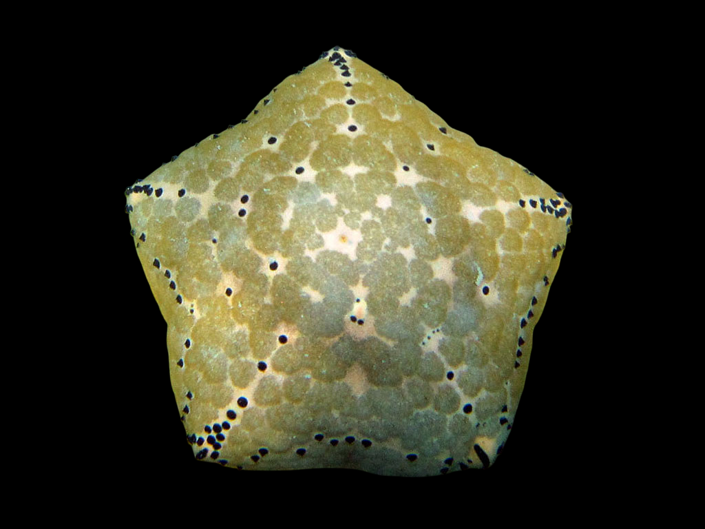Pillow Sea Star