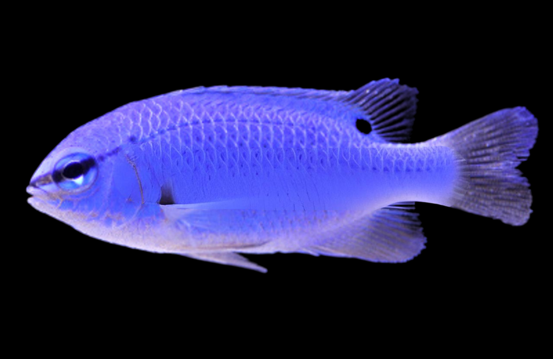 Blue Devil Damselfish, Female