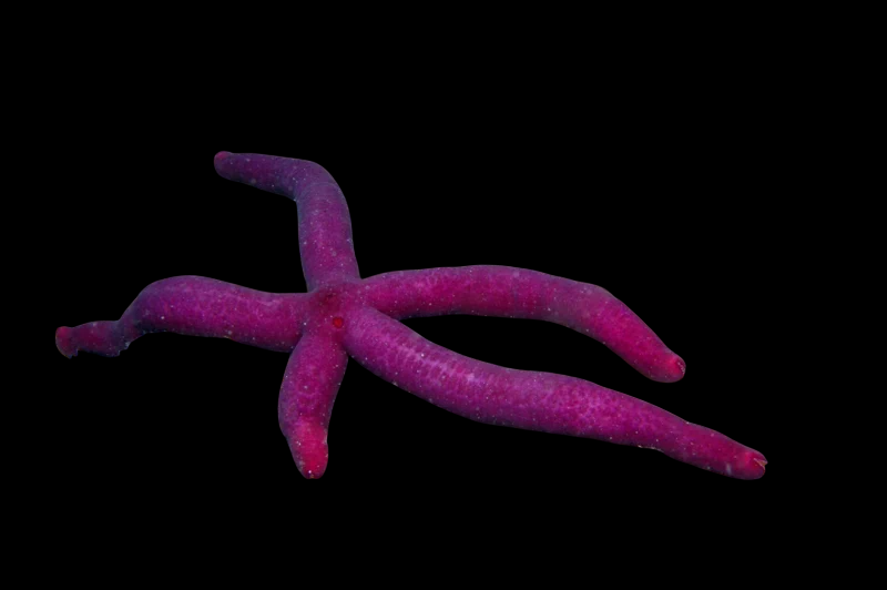 Purple Linckia Sea Star