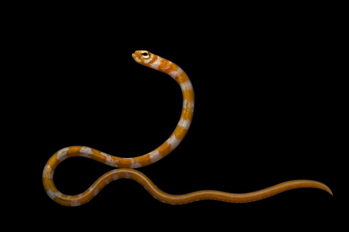 Splendid Garden Eel