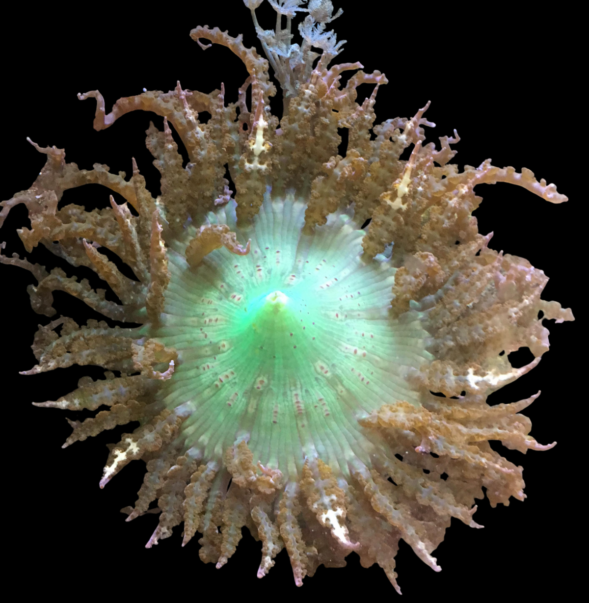 Green Rock Flower Anemone