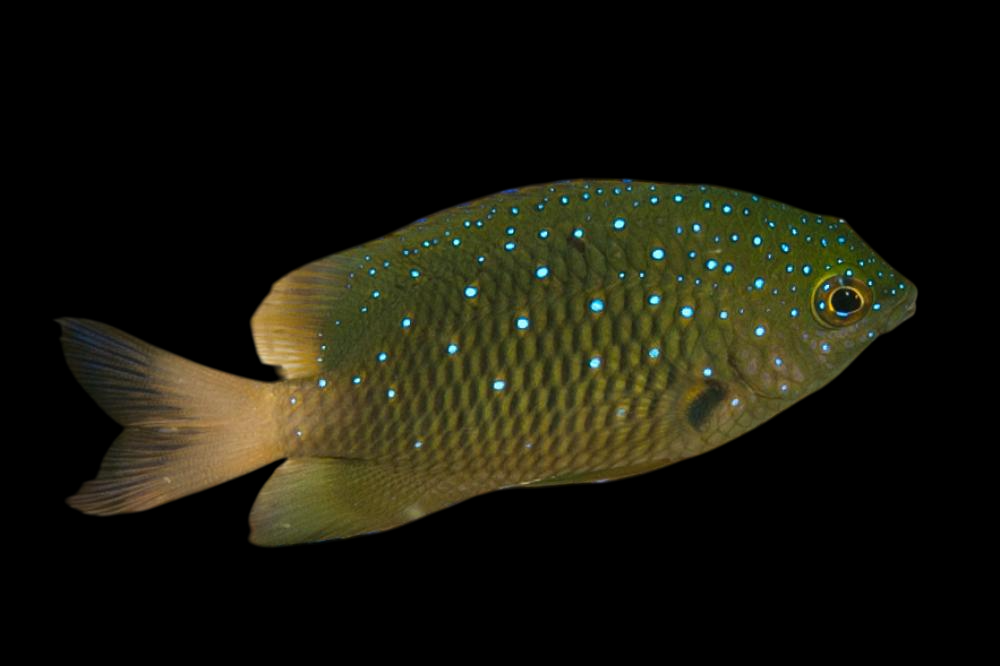 White Spotted Devil Damselfish