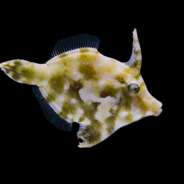 Aiptasia Eating Filefish
