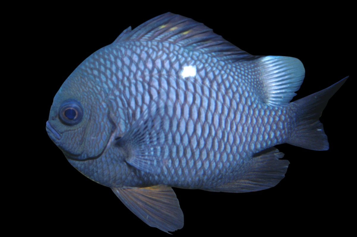 Domino Damselfish