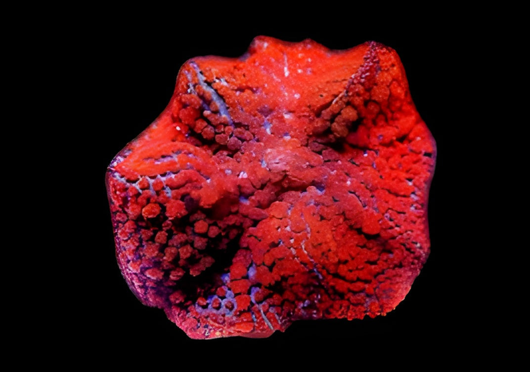 Mertens' Carpet Anemone