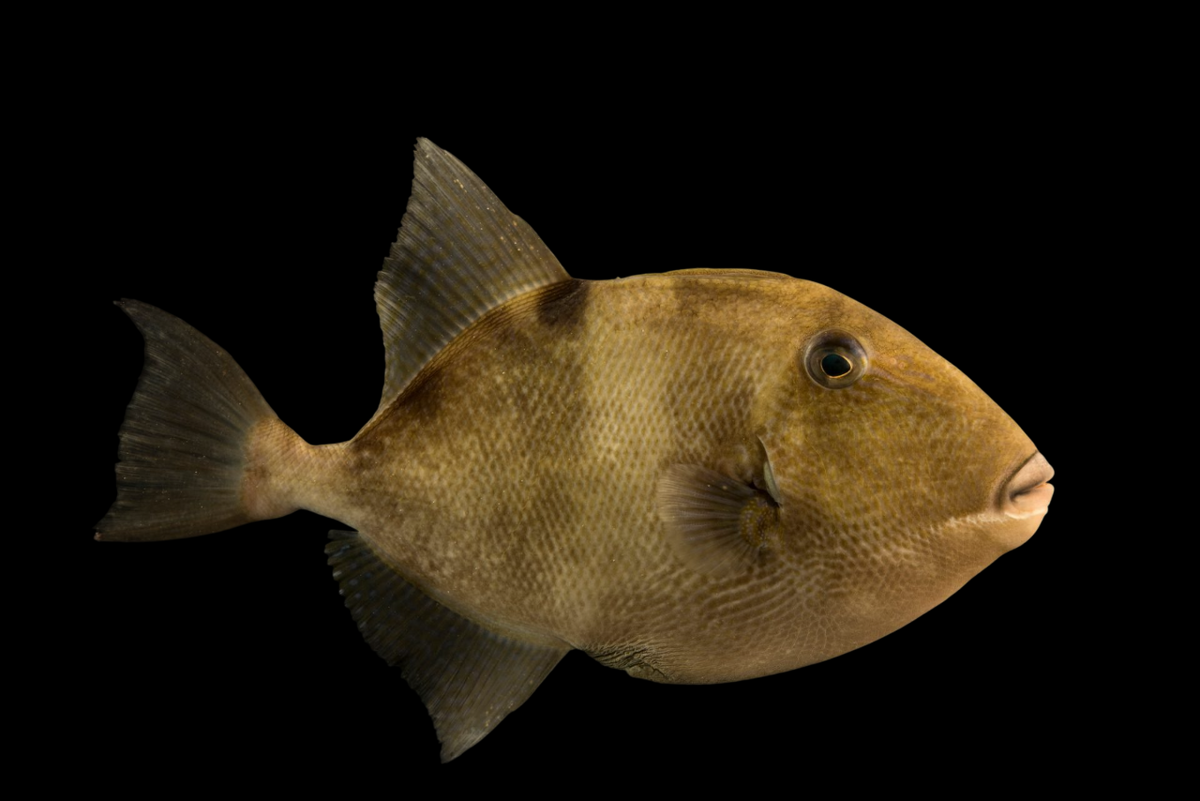 Gray Triggerfish