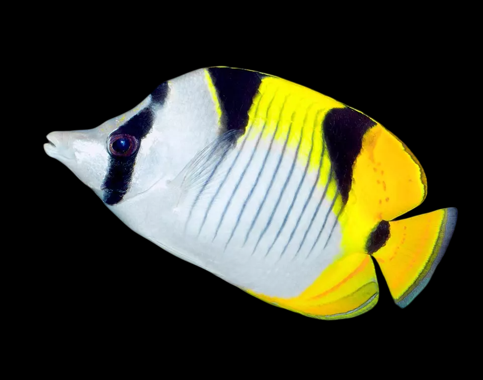 Falcula Butterflyfish