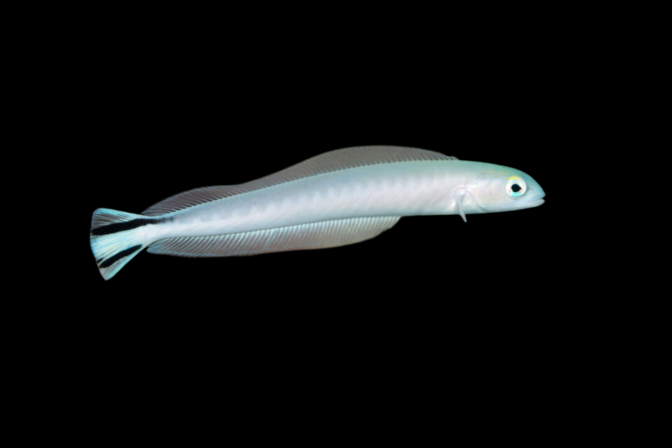 Flagtail Tilefish