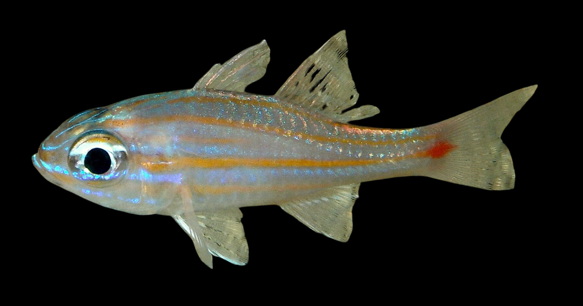 Rubyspot Cardinalfish