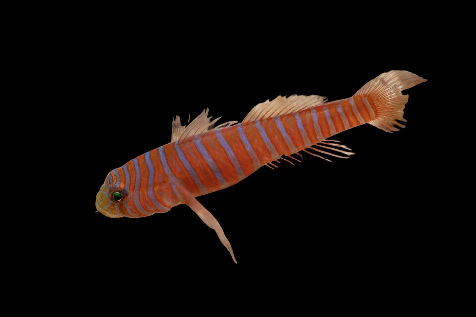 Zebra Catalina Goby