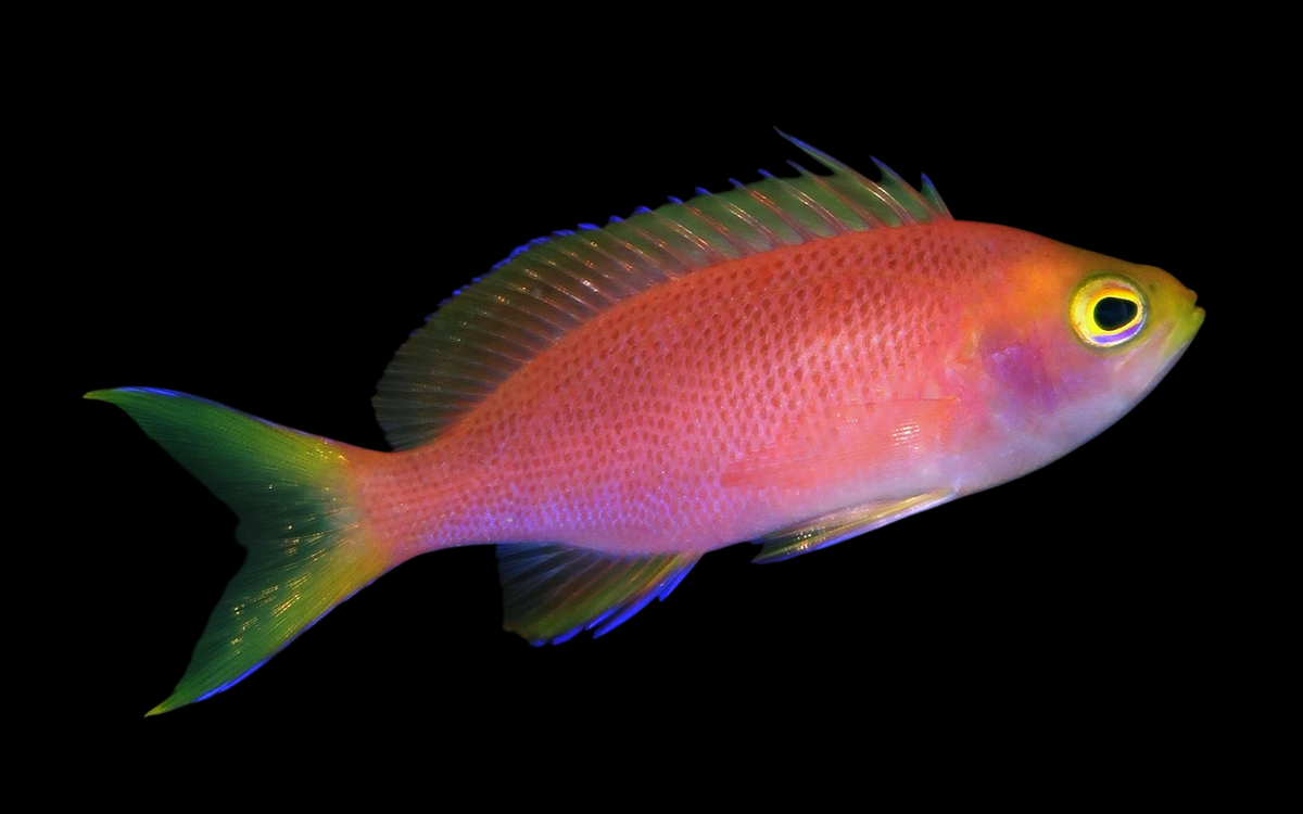 Yellowtail Anthias