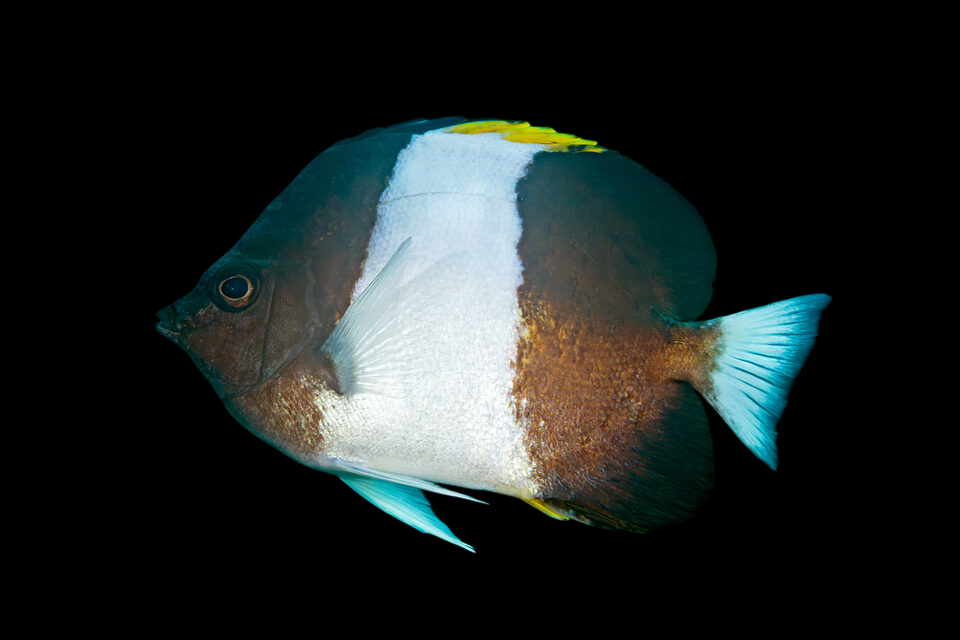 Zoster Butterflyfish