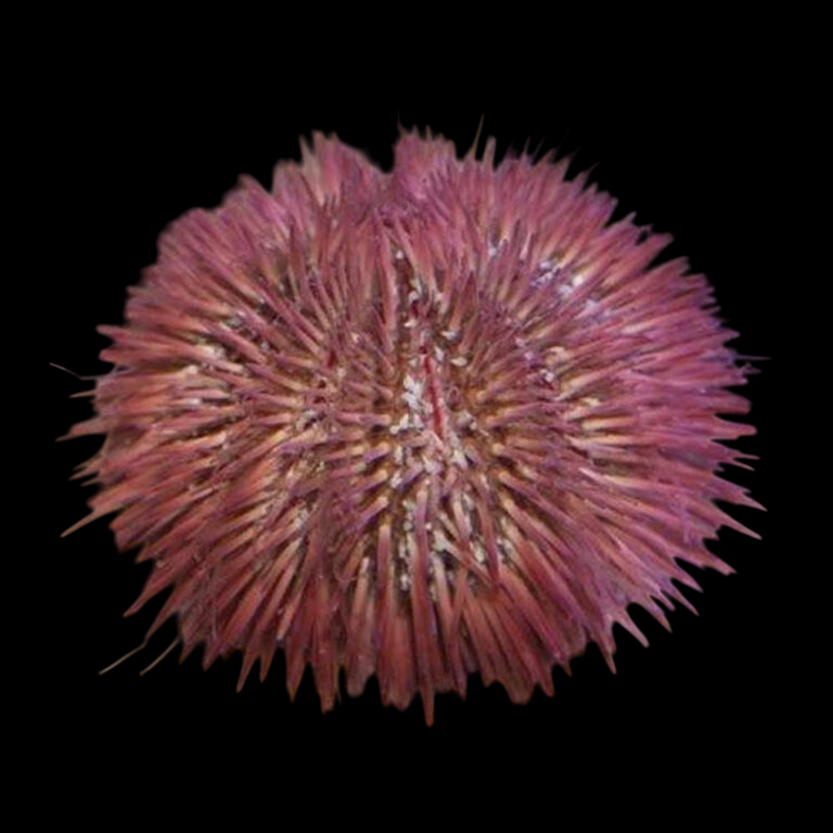 Pincushion Urchin