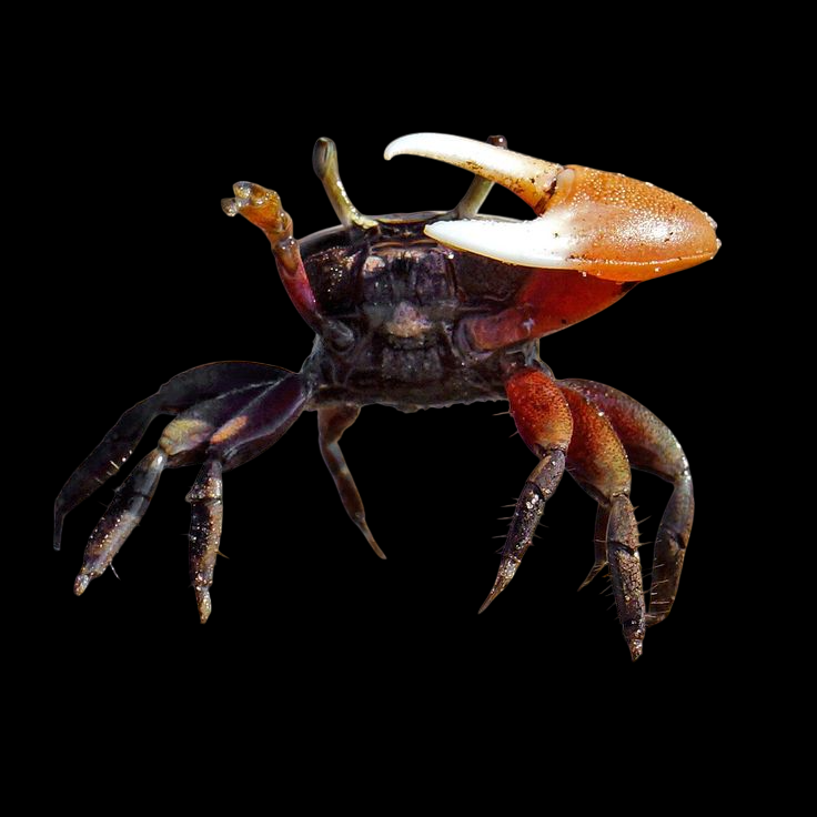 Aztec Fiddler Crab