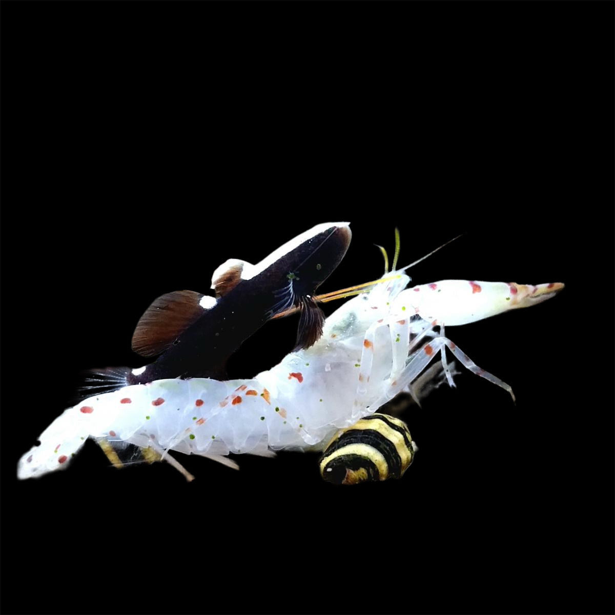 WHITE CAP GOBY + PISTOL SHRIMP PAIR