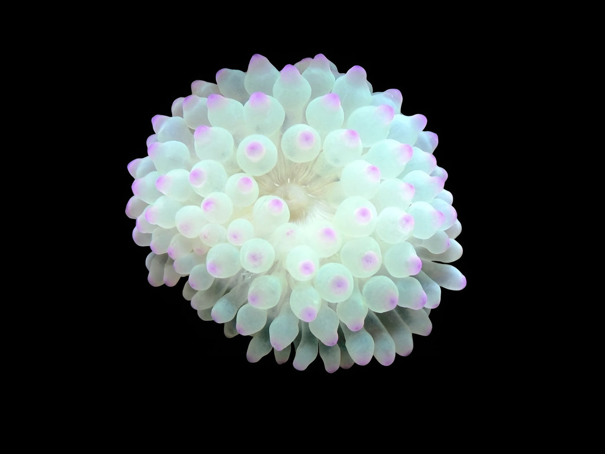 Colored Bulb Anemone