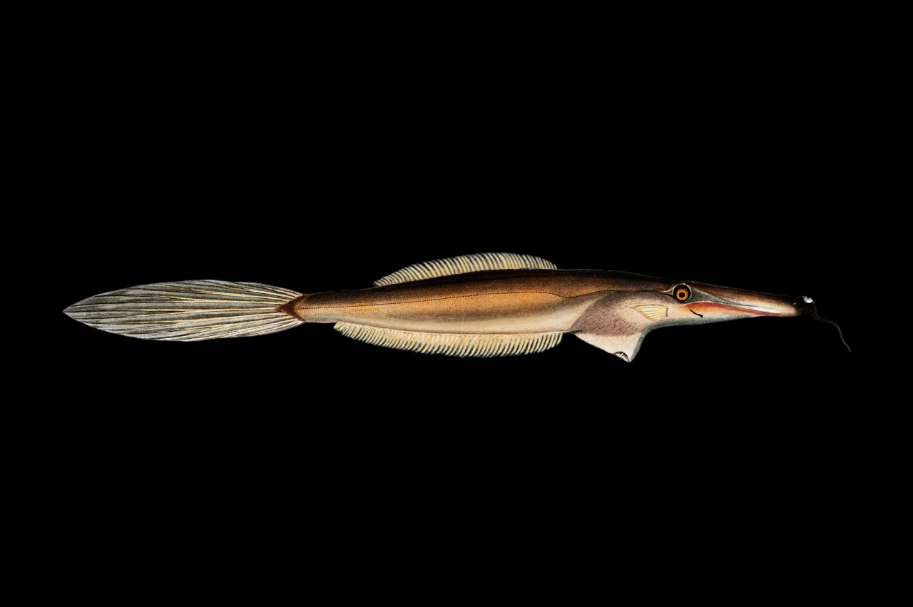 Bearded Leatherjacket Filefish