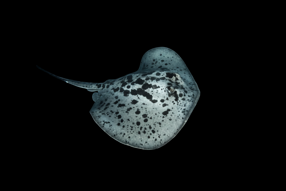 Blotched Stingray