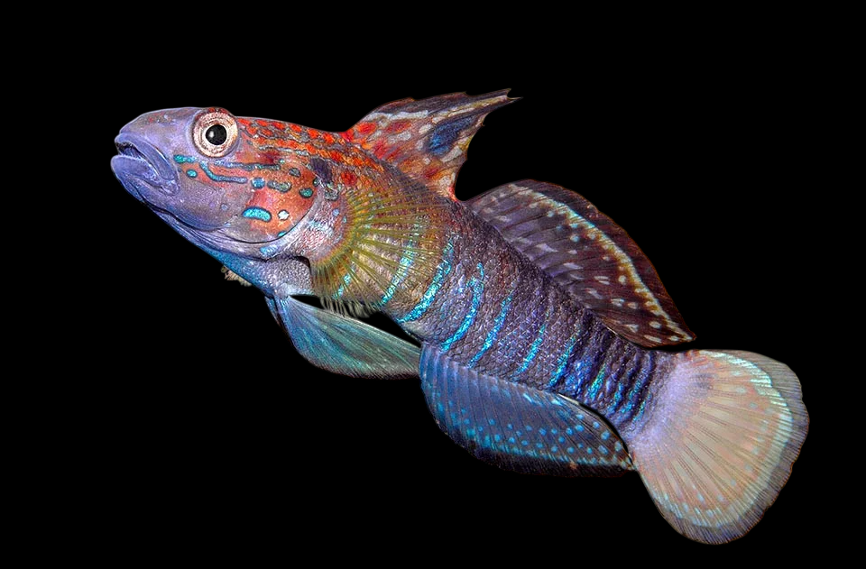Sleeper Banded Goby