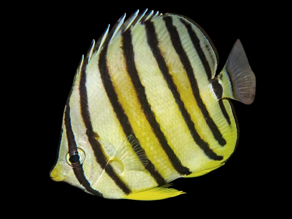 Eightband Butterflyfish