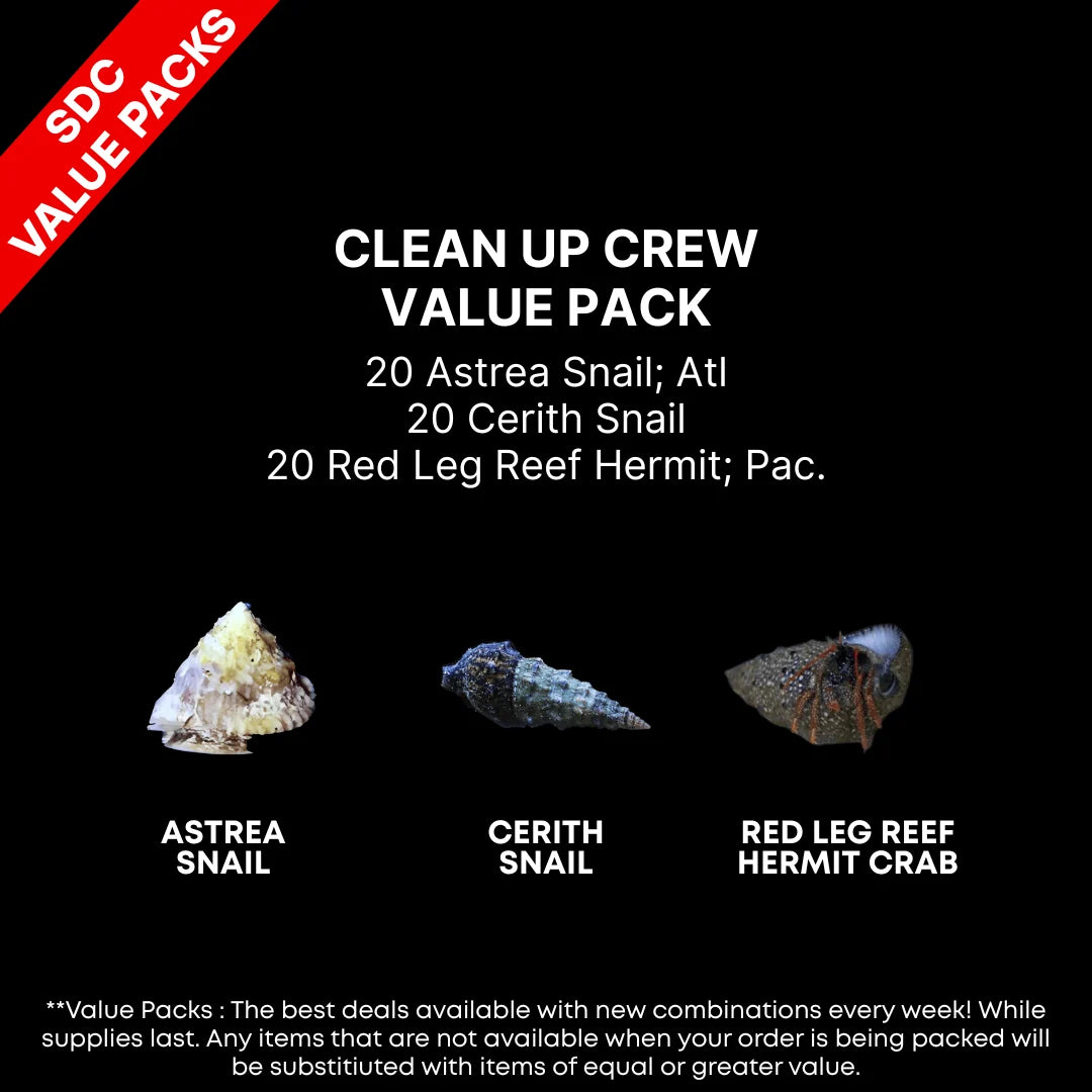Clean Up Crew Pack- 3 Tiger Sand Snail; 20 Margarita Turbo Snail; 20 Red Leg Hermit