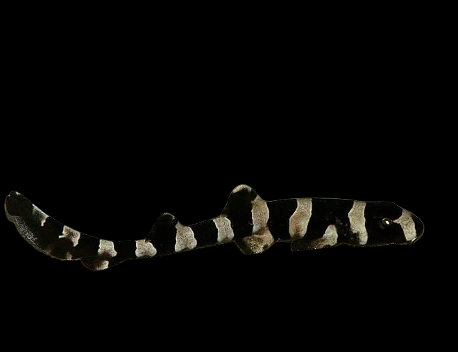 Banded Cat Shark