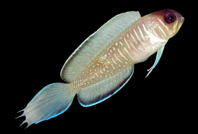 Swordtail Jawfish