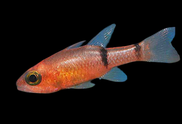 Twobelt Cardinalfish
