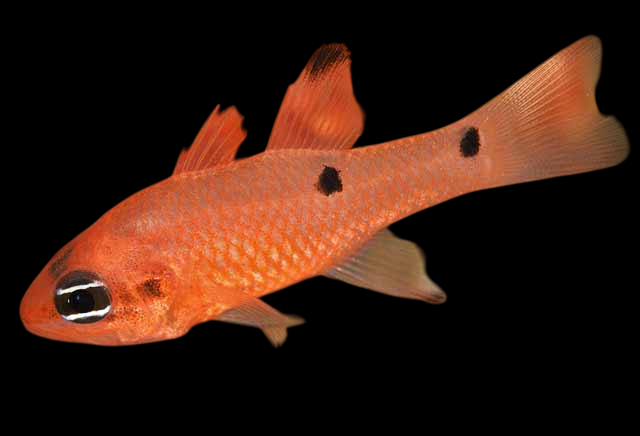 Twospot Cardinalfish