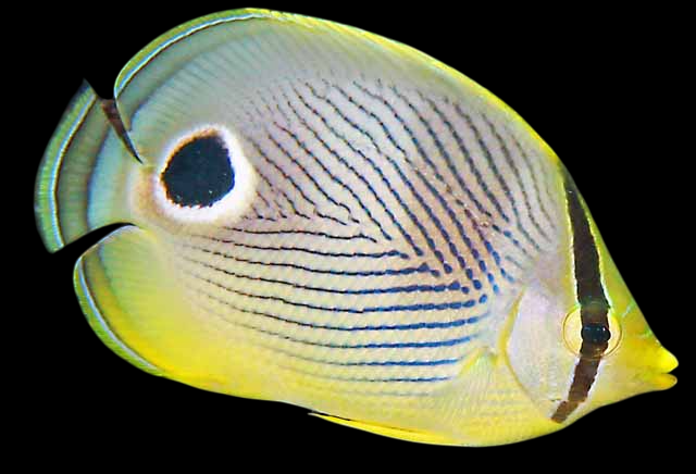 Foureye Butterflyfish