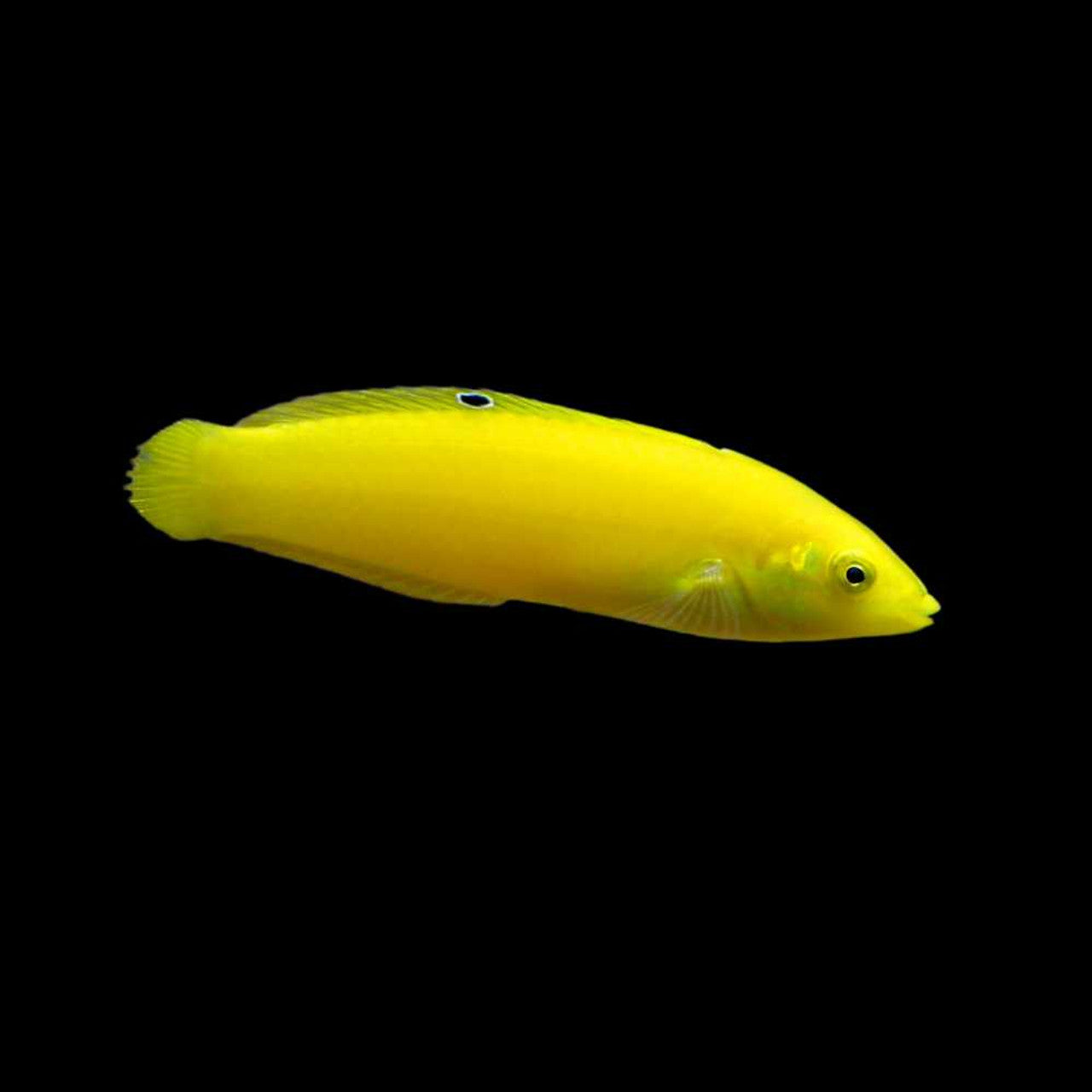 Yellow Coris Wrasse